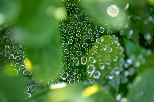 Close-up of dew drops (rain drops) on a cobweb among green leaves. Shallow depth of field.