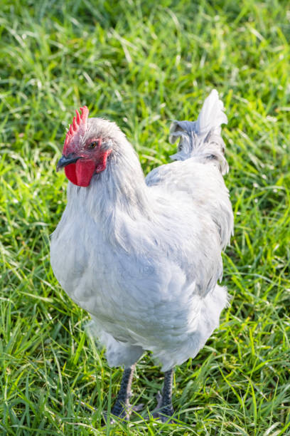 istock White Hen Chicken Standing on Green Grass 1338903454