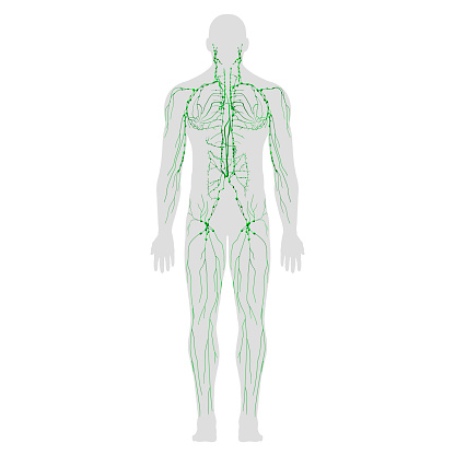 Anatomía del sistema linfático, vista trasera de cuerpo completo sobre fondo blanco photo