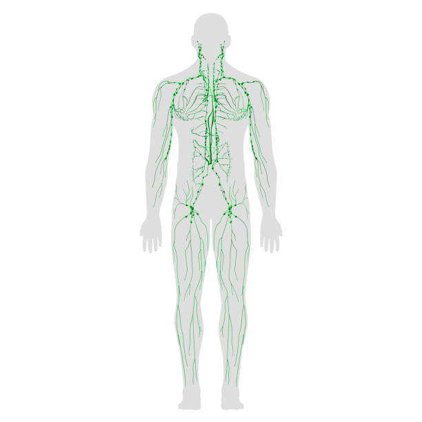 リンパ系解剖学、白い背景のフルボディリアビュー - lymphatic system ストックフォトと画像