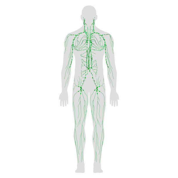 anatomia do sistema linfático, visão traseira do corpo inteiro no fundo branco - lymphatic system - fotografias e filmes do acervo