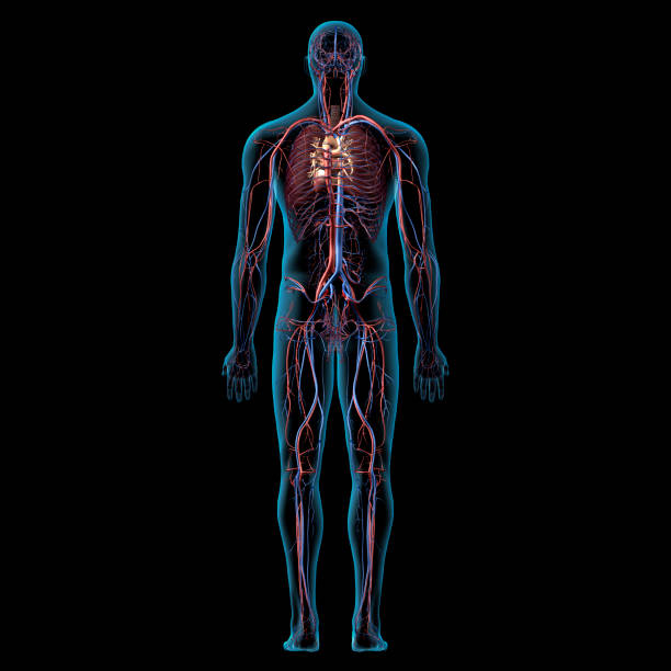 Circulatory System Full Body Anatomy Rear View stock photo