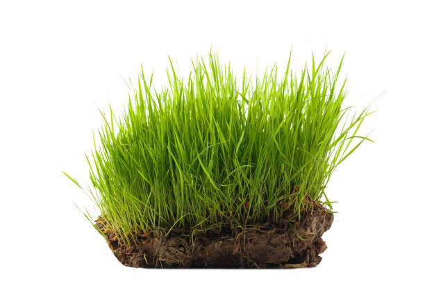 istock Rice seedlings on a lump of soil 1338904351