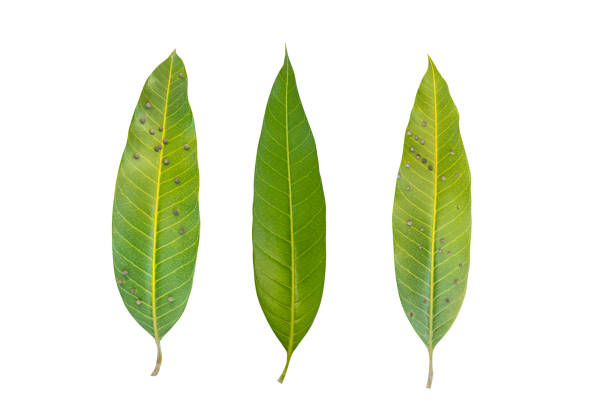 istock Green mango leaf isolated on white background.There are insect eggs attached to the mango leaves. 1338904565