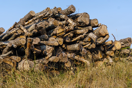 Chopped firewood prepared to heat home in winter