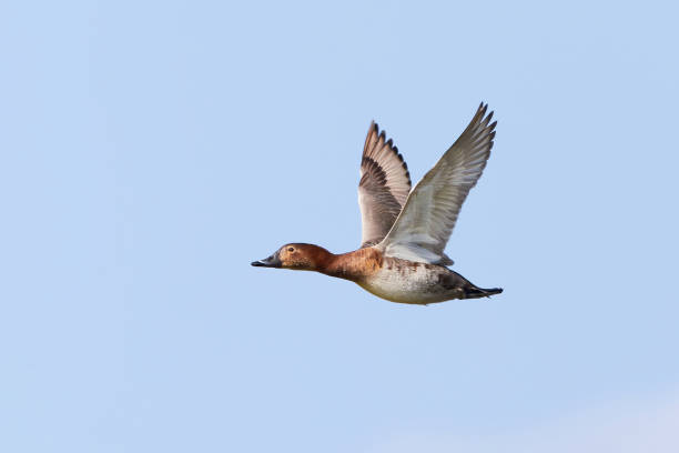 istock Common pochard female in flight 1338905707