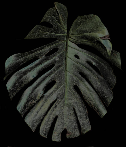 istock Monstera leaves with Isolate on black background. deco concept. vertical 1338906676