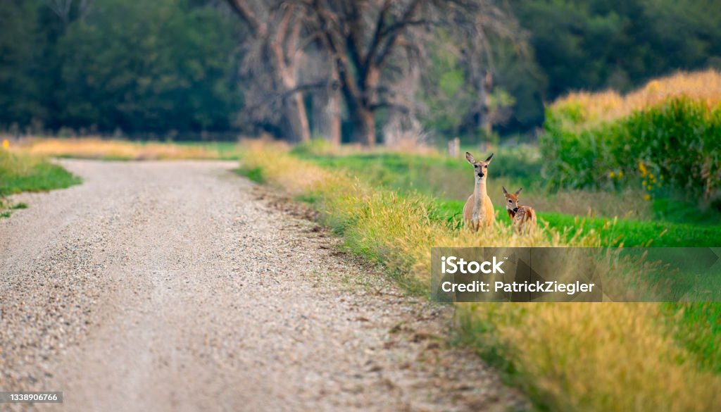 Fawn and Doe A doe and her fawn standing near the edge of a South Dakota road. Ditch Stock Photo