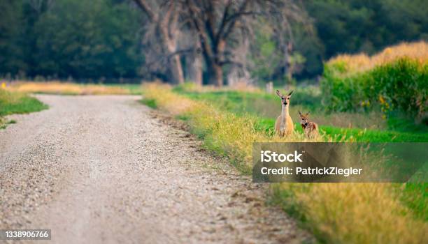 Fawn And Doe Stock Photo - Download Image Now - Ditch, Deer, Landscape - Scenery