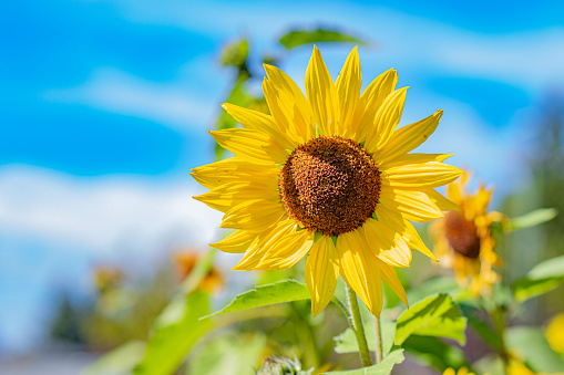 Sunflowers garden, have abundant health benefits. Sunflower oil improves skin health and promote cell regeneration. Sunflowers field during summer sunset.