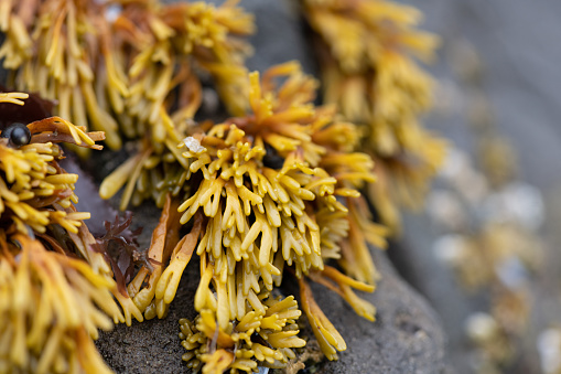 This is yellow kelp growing on the California coast in Redwood National Park at Enderts Beach, USA.