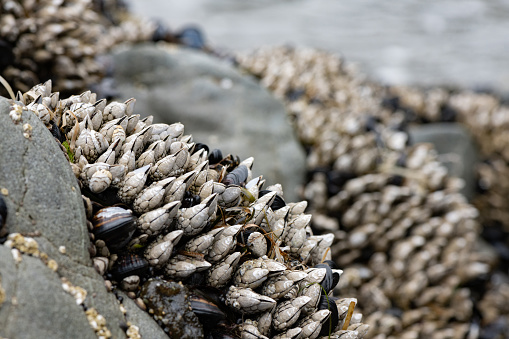 Barnacles are visible at low tide on the rocky beach in Redwood National Park in California, USA.