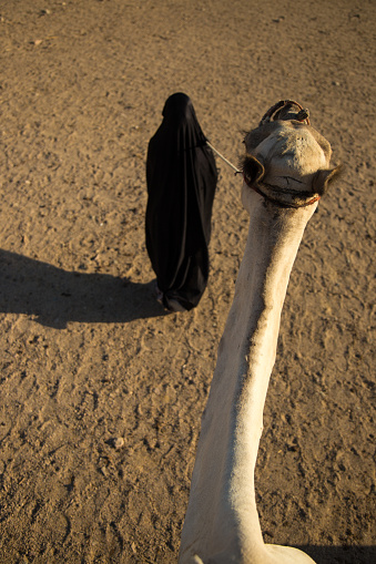 Sahara desert, Egypt - August 22, 2021: Bedouin woman is leading the camel across Sahara desert sand. High angel view. Woman is dressed in traditional black dress.