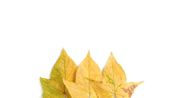 istock Creative layout made of autumn leaves on white background. Minimalist concept with copy space.natural background. 1338909592
