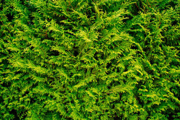 istock green branches of thuja. evergreen coniferous plant. 1338909822