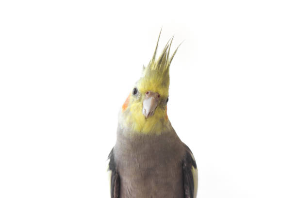 cockatiel parrot on white isolated background close up.