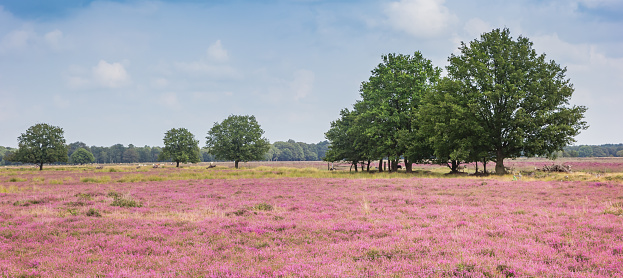 Panorama of blooming purple heath and trees in National Park Dwingelderveld, Netherlands