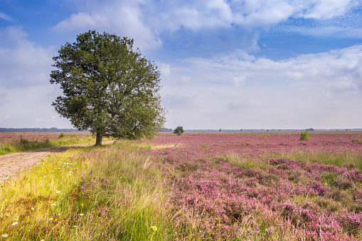 Tree in the purple field with blooming heath in National Park Dwingelderveld, Netherlands