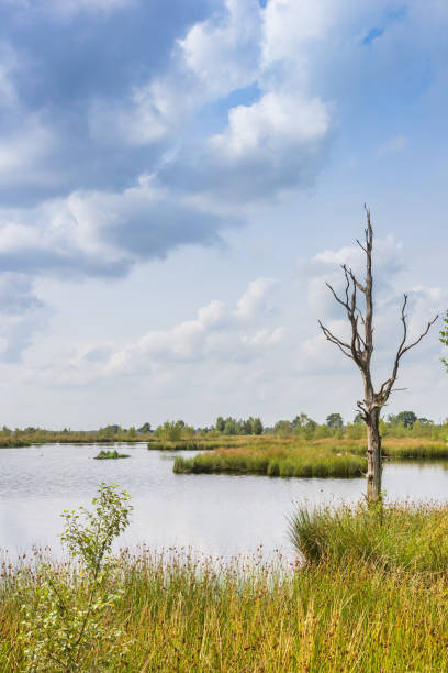 istock Dead tree in the wetlands of National Park Dwingelderveld 1338911830