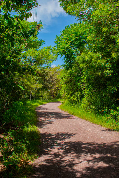 istock beautiful scenery on the way in the tropical forest with blue sky 1338912361