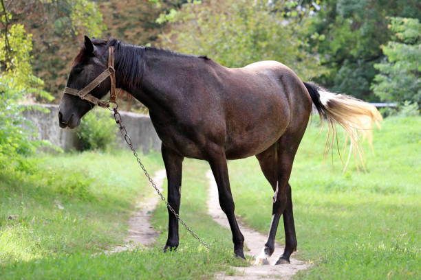 cavallo della baia scura che pascola sul pascolo verde, scena rurale - lost horse valley foto e immagini stock