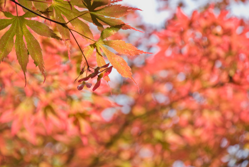 In the shade of a Japanese Maple tree, feeling the beauty and harmony of the autumn colors