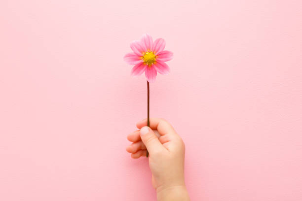 niña de la mano sosteniendo una hermosa y fresca flor de dalia pequeña sobre el fondo de la mesa de color rosa claro. color pastel. closeup. plano de vista. concepto de felicitación. vista de arriba hacia abajo. - hand holding flowers fotografías e imágenes de stock