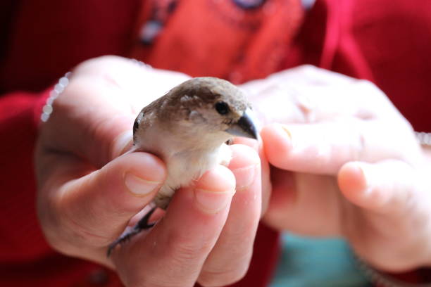istock A baby sparrow resting in a woman's hand 1338915406