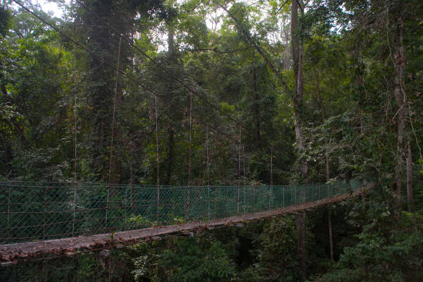 istock Malaysian Borneo glimpses 1338915628
