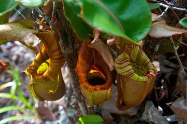 istock Malaysian Borneo glimpses 1338915682