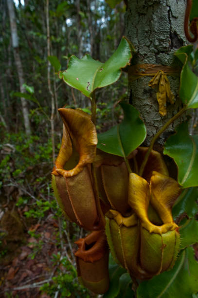 istock Malaysian Borneo glimpses 1338915683