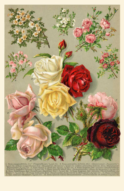 다른 장미 꽃 1898의 컬렉션 - chromolithograph stock illustrations