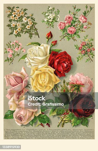 istock Collection of different roses flower 1898 1338915930