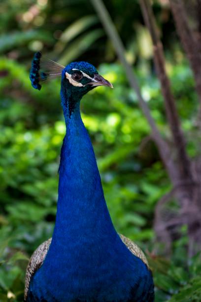 istock Birds that adorn ornamental courtyards. 1338916162