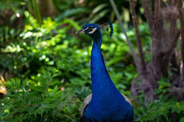 istock Birds that adorn ornamental courtyards. 1338916163