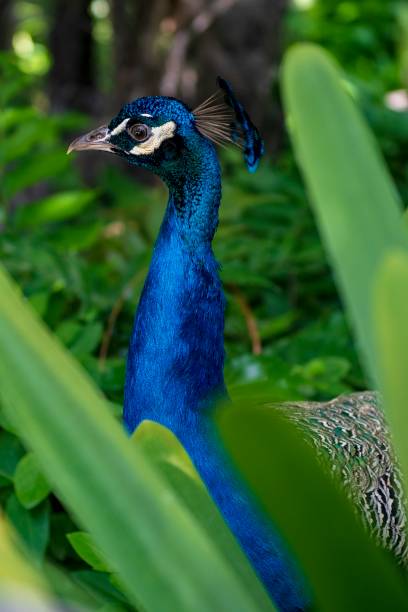 istock Birds that adorn ornamental courtyards. 1338916172