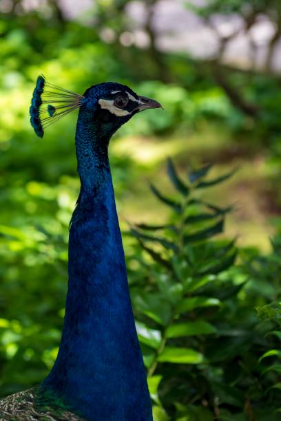 istock Birds that adorn ornamental courtyards. 1338916174