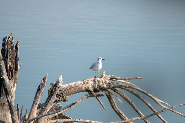 seagull perched on a dead, dry tree trunk with many branches in a lake with blue water. copy space