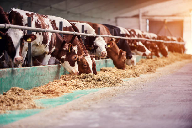 istock cows in a farm. Dairy cows in a farm. 1338916945