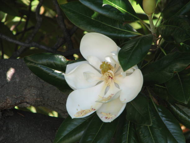 목련 그랜디플로라, 남부 목련 또는 황소 베이로 알려진 - sweet magnolia tree blossom white 뉴스 사진 이미지