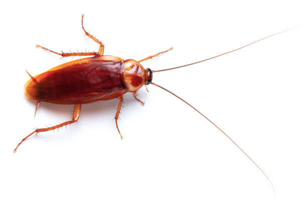 Cockroach stock photo
