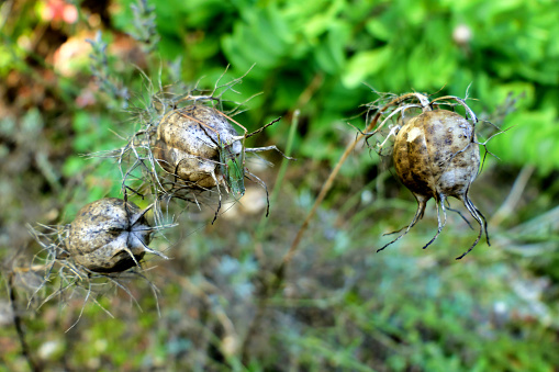 Close up of dried Cornflower seed heads (Centaurea cyanus). The centre one has a juvenile Saddle-backed bush cricket (Ephippiger ephippiger) resting on it.