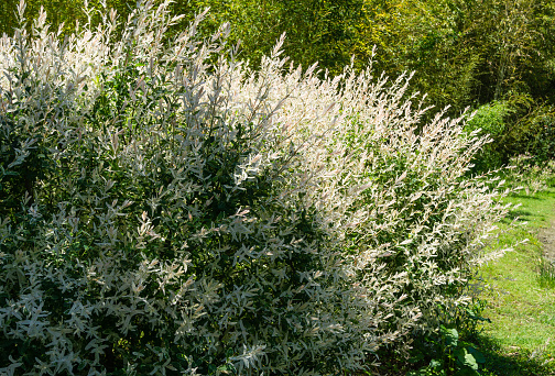 Willow whole-leafed Japanese, Salix integra Hakuro-Nishiki in spring Arboretum Park Southern Cultures in Sirius (Adler) Sochi. Natural white, pink foliage. Selective focus. Nature concept for design