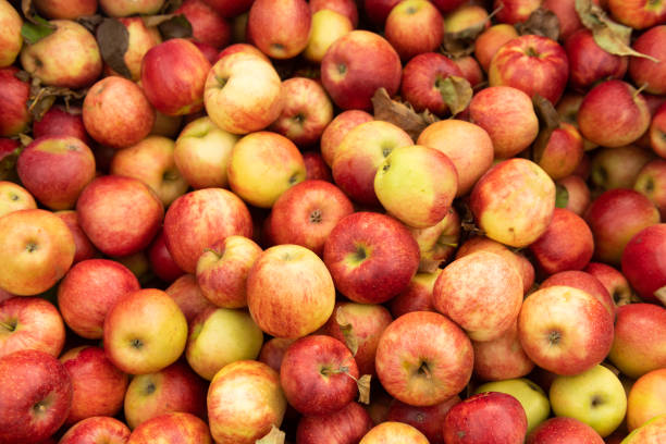 Freshly fallen and picked organic apples from an apple tree