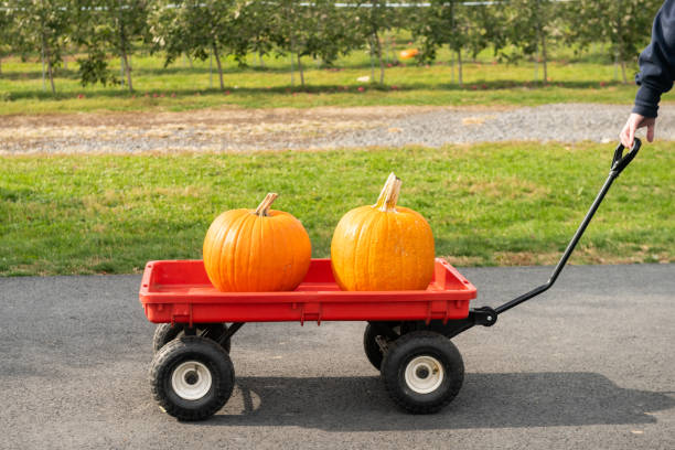 istock Wagon Pulling Two Pumpkins at a New York State Farm in October 1338923470