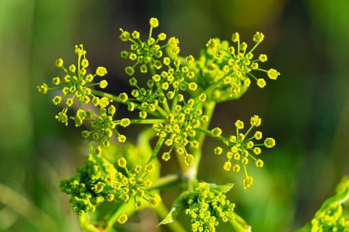 Umbrella of cow parsnip close-up. Dill during flowering. Small yellow flowers are ready to bloom on the umbrella plant.