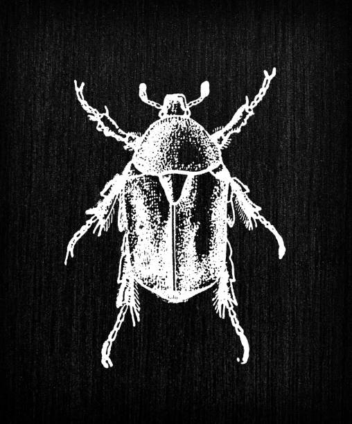 Antique old French engraving illustration: Insect Cetonia aurata, rose chafer Antique old French engraving illustration: Insect Cetonia aurata, rose chafer rose chafer cetonia aurata stock illustrations