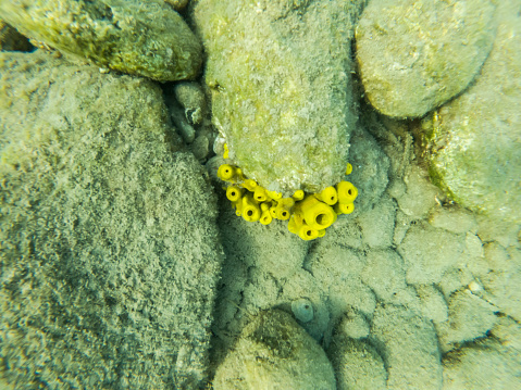 Yellow Tube Sponges on Rock at Underwater