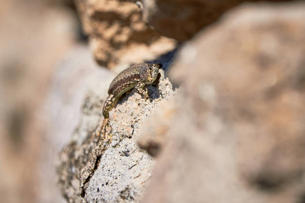 istock Common wall lizard sunbathing on a rock in the morning 1338924890
