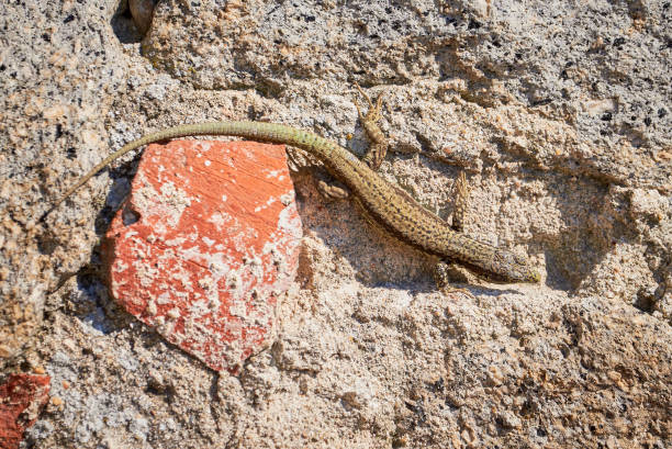 Common wall lizard sunbathing on a rock in the morning (Podarcis Muralis)